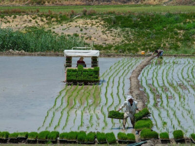 معاون امور زراعت وزارت جهاد کشاورزی ؛ جهش تولید برنج