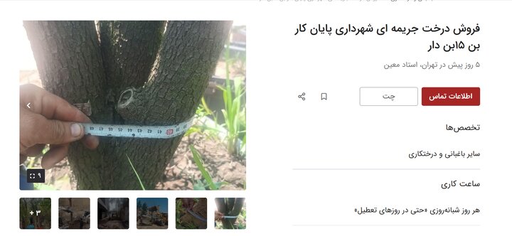 آگهی_های جدید دیوار؛ اجاره درخت!