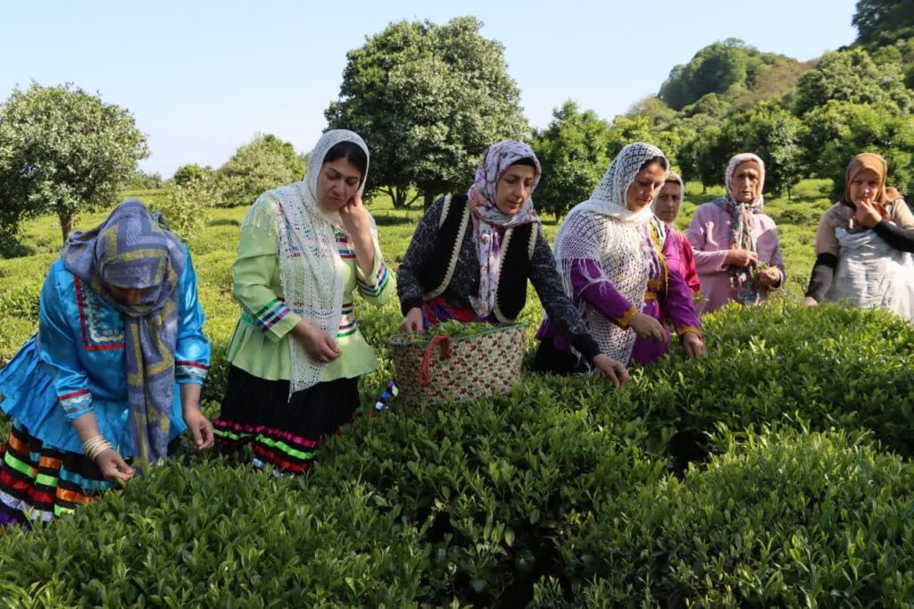 برداشت چین نخست چای