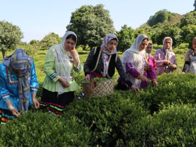 برداشت چین نخست چای