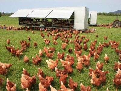 فراموشی مرغ‌های بومی؛ چالش‌های حفاظت و احیا !