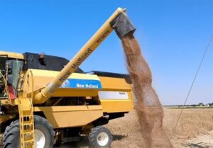 امنیت ملی بر دوش گندم‌کاران؛ از بذر تا سفره چه می‌گذرد؟