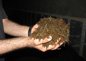 صدور حکم قطعی برای باند توزیع چای ضایعاتی در استان