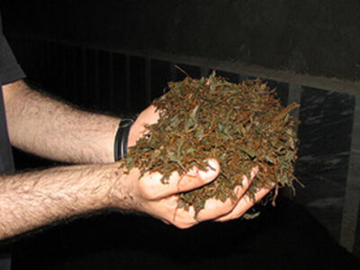 صدور حکم قطعی برای باند توزیع چای ضایعاتی در استان