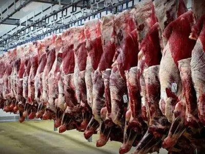 واردات ۲۳۹ هزار تُن گوشت با ارز میلیاردی؛ دامداران در آستانه نابودی