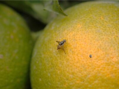 پاییز تلخ باغداران ؛ هجوم مگس مدیترانه‌ای بر نارنگی و پرتقال‌های شمال!