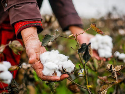 ارز ترجیحی تولید پنبه و نساجی را به خاک سیاه نشاند!
