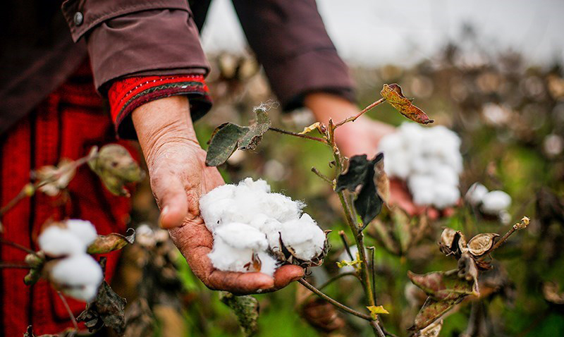 ارز ترجیحی تولید پنبه و نساجی را به خاک سیاه نشاند!