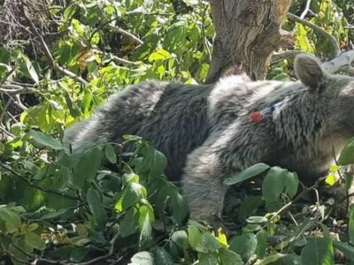 روایت یک مواجهه غیرمنتظره در ‌جنگل‌های هیرکانی