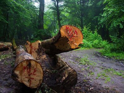 مدیرکل منابع طبیعی مازندران در واکنش به خبر ساخت‌وساز نزدیکان یک فرد پرنفوذ