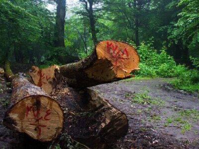 قطع درختان چمستان واقعیت دارد، اما «قتل‌عام» نیست!