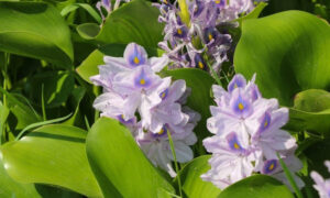 سنبل آبی؛ از زیبایی فریبنده تا بحران جدی تالاب‌های شمال!