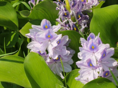 سنبل آبی؛ از زیبایی فریبنده تا بحران جدی تالاب‌های شمال!