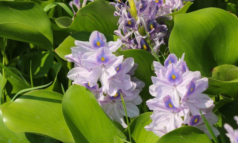 سنبل آبی؛ از زیبایی فریبنده تا بحران جدی تالاب‌های شمال!