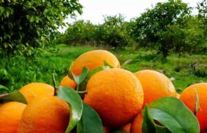 برداشت مرکبات گیلان از مرز ۱۰۰ هزار تن گذشت