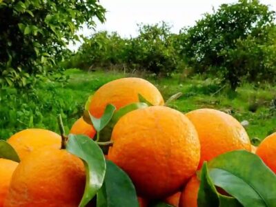 برداشت مرکبات گیلان از مرز ۱۰۰ هزار تن گذشت