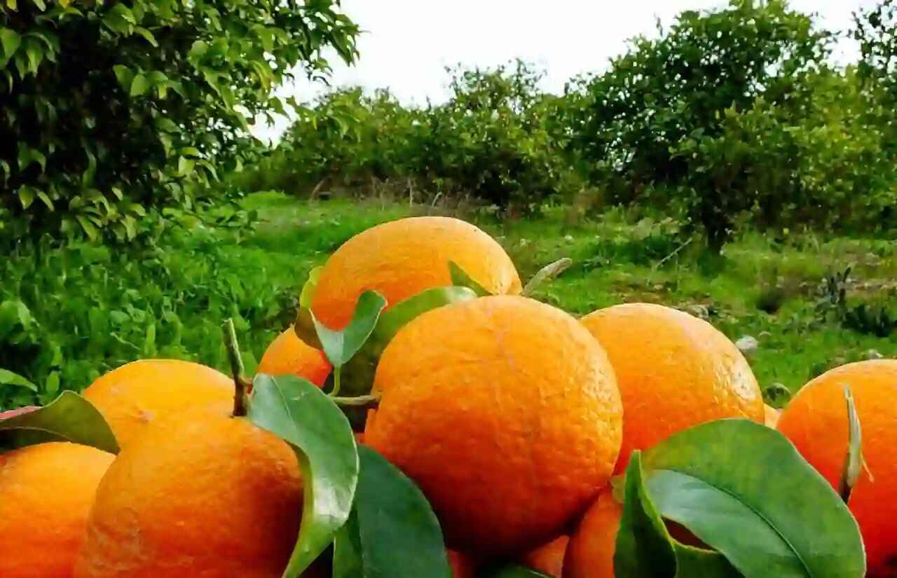 برداشت مرکبات گیلان از مرز ۱۰۰ هزار تن گذشت