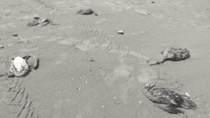 تلفات پرندگان مهاجر در چابکسر؛ دامپزشکی شایعه آنفلوانزای فوق‌حاد را رد کرد