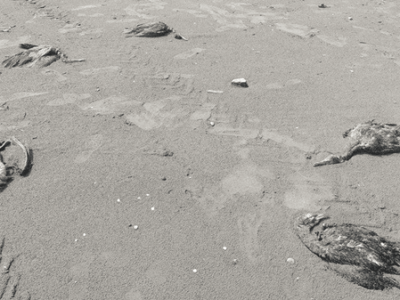 تلفات پرندگان مهاجر در چابکسر؛ دامپزشکی شایعه آنفلوانزای فوق‌حاد را رد کرد