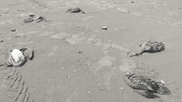 تلفات پرندگان مهاجر در چابکسر؛ دامپزشکی شایعه آنفلوانزای فوق‌حاد را رد کرد