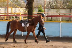 اسب‌های کوچکِ افسانه‌ای در انزلی؛ بیستمین جشنواره ملی زیبایی کاسپین برگزار شد