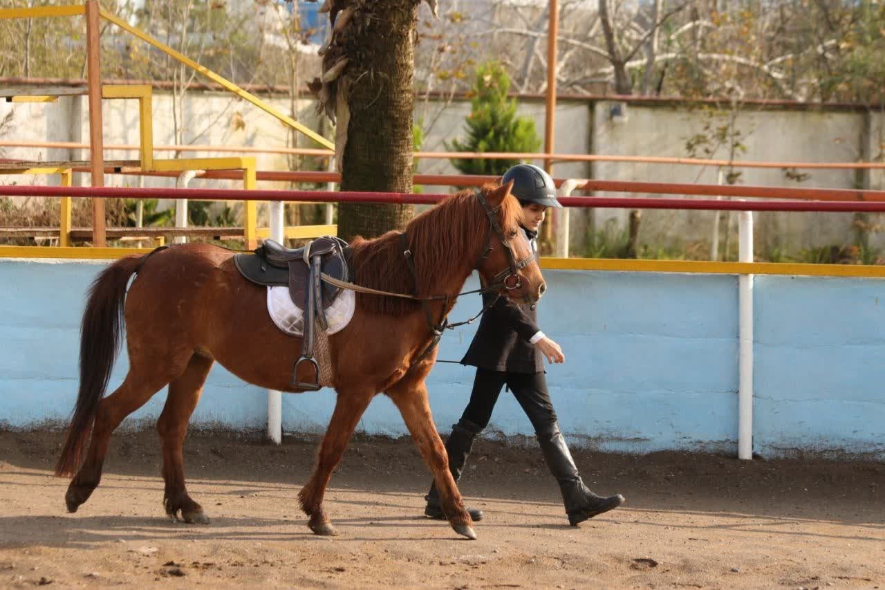 اسب‌های کوچکِ افسانه‌ای در انزلی؛ بیستمین جشنواره ملی زیبایی کاسپین برگزار شد