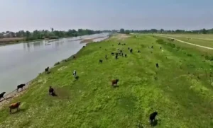 امید در تالاب بوجاق کیاشهر ؛ آروجیا مهار شد، قرقاول‌ها بازگشتند