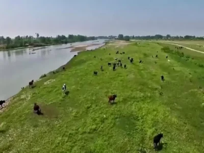 امید در تالاب بوجاق کیاشهر ؛ آروجیا مهار شد، قرقاول‌ها بازگشتند