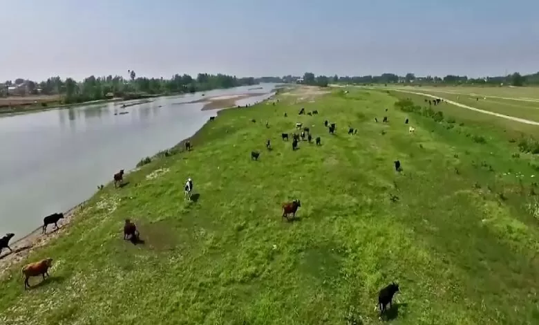 امید در تالاب بوجاق کیاشهر ؛ آروجیا مهار شد، قرقاول‌ها بازگشتند