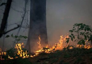 نفس‌های آخر میراث سبز شمال؛ آتش‌سوزی‌ها جنگل‌های هیرکانی را می‌بلعند