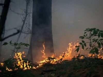 نفس‌های آخر میراث سبز شمال؛ آتش‌سوزی‌ها جنگل‌های هیرکانی را می‌بلعند