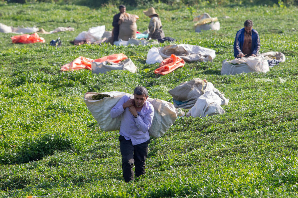 هشدار صریح نمایندگان شمال؛ ۵۵ هزار خانوار قربانی آزمون‌وخطای جدید می‌شوند