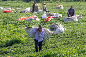هشدار صریح نمایندگان شمال؛ ۵۵ هزار خانوار قربانی آزمون‌وخطای جدید می‌شوند