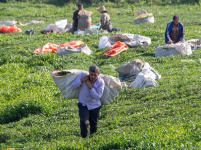 هشدار صریح نمایندگان شمال؛ ۵۵ هزار خانوار قربانی آزمون‌وخطای جدید می‌شوند
