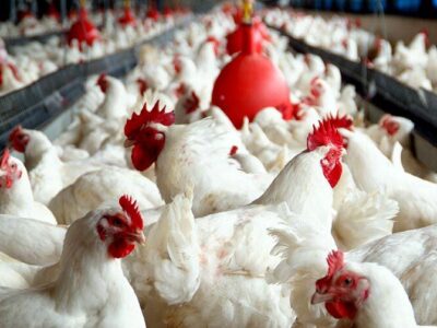 طرح تولید قراردادی مرغ در گیلان عملیاتی شد