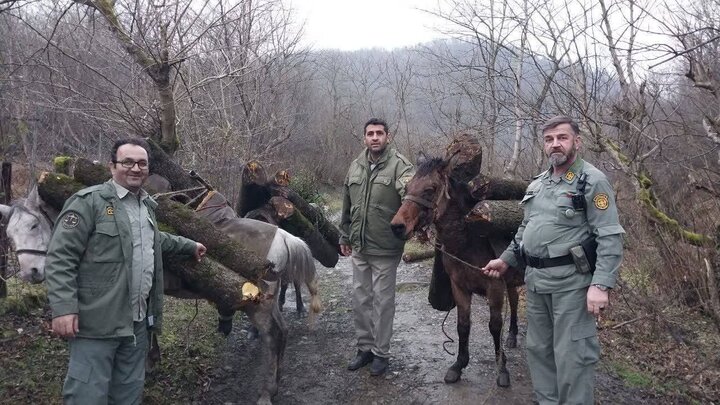 باند قاچاق چوب در قلب جنگل‌های حفاظت‌شده تالش متلاشی شد