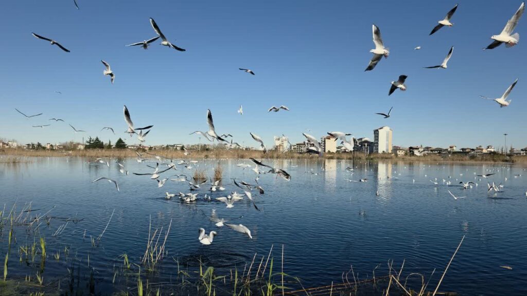 پرواز هزاران مهمان بالدار بر فراز تالاب بوجاق کیاشهر
