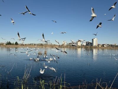 پرواز هزاران مهمان بالدار بر فراز تالاب بوجاق کیاشهر