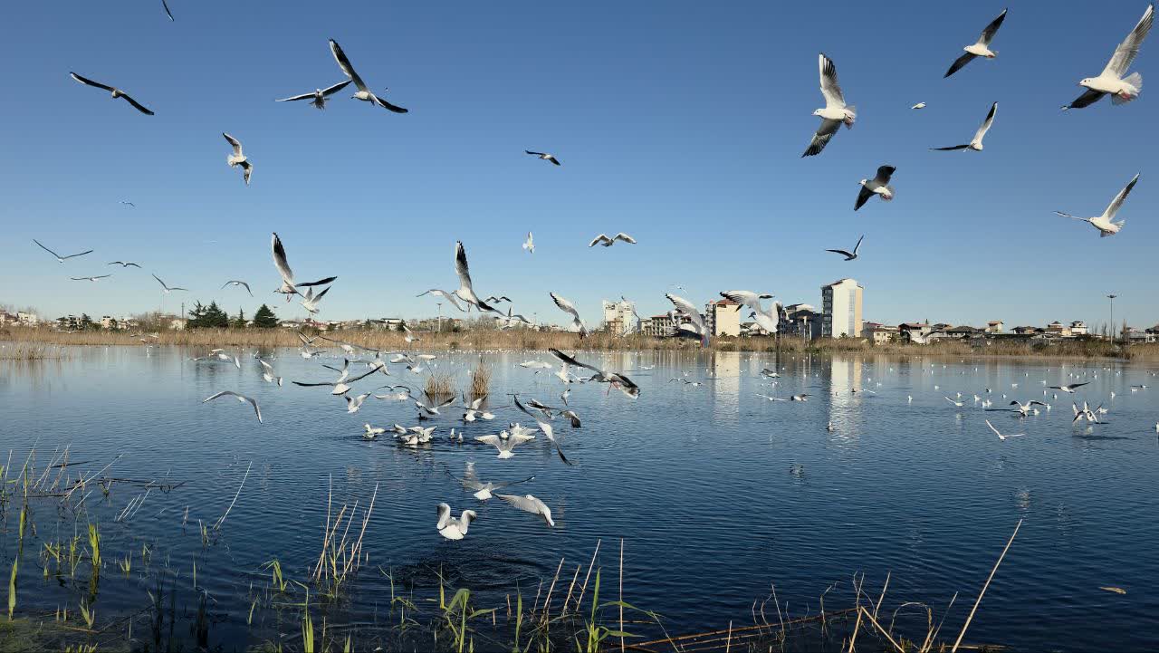 پرواز هزاران مهمان بالدار بر فراز تالاب بوجاق کیاشهر