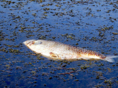 دریای خزر در وضعیت قرمز!