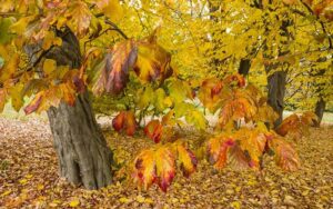 شوقی؛ بزرگ‌ترین طرح درختکاری شهری در رشت کلید خورد