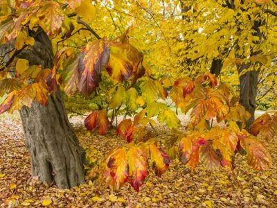 شوقی؛ بزرگ‌ترین طرح درختکاری شهری در رشت کلید خورد