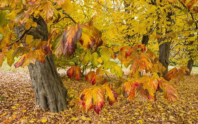 شوقی؛ بزرگ‌ترین طرح درختکاری شهری در رشت کلید خورد