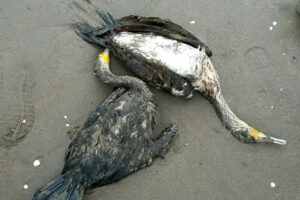 صیادی بدون آموزش؛ علت اصلی تلفات باکلان‌های جوان در سواحل گیلان