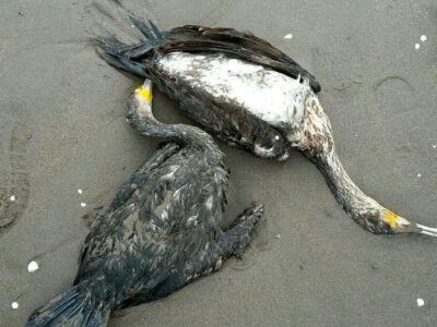 صیادی بدون آموزش؛ علت اصلی تلفات باکلان‌های جوان در سواحل گیلان