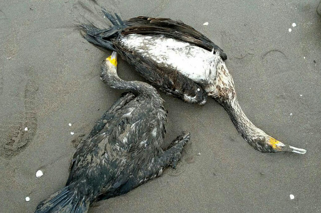 صیادی بدون آموزش؛ علت اصلی تلفات باکلان‌های جوان در سواحل گیلان