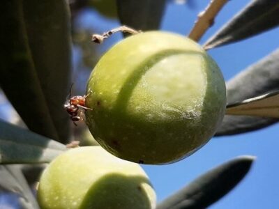 افزایش فعالیت مگس میوه زیتون در گیلان