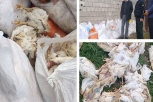 کشف ۵ تن مرغ فاسد در بندر انزلی؛ انبار غیرمجاز پلمب و متهم بازداشت شد