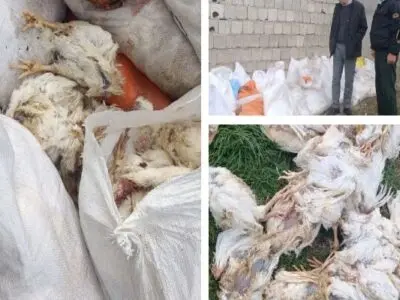 کشف ۵ تن مرغ فاسد در بندر انزلی؛ انبار غیرمجاز پلمب و متهم بازداشت شد
