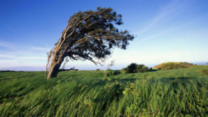 وزش باد گرم و افزایش دمای هوا در گیلان تا هفته آینده